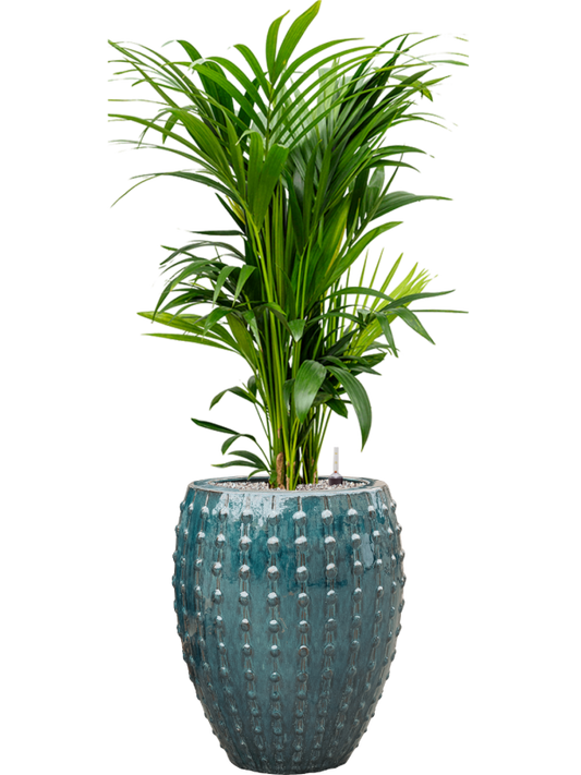 Kentia (Howea) forsteriana in Laos Office Plant With Pot 147cm Height 29cm Dia