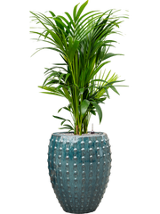 Kentia (Howea) forsteriana in Laos Office Plant With Pot 147cm Height 29cm Dia