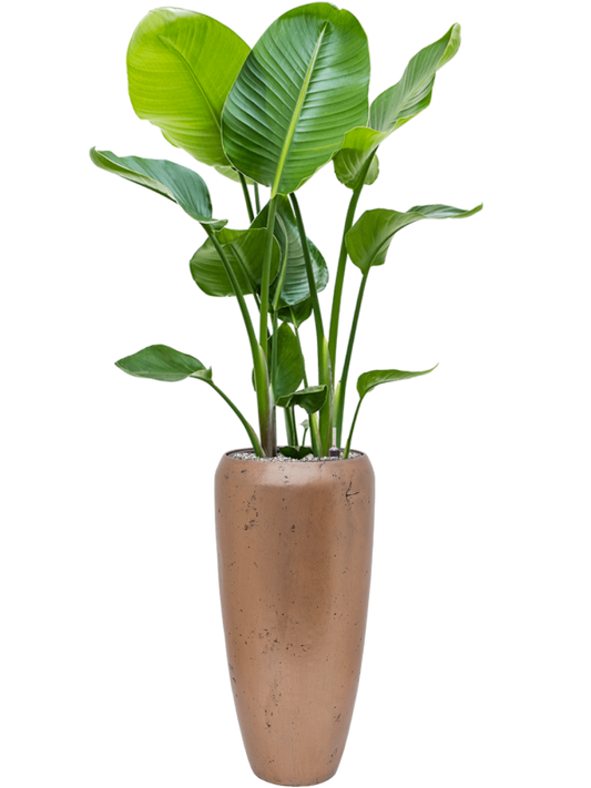 Strelitzia nicolai in Baq Opus Raw Office Plant With Pot 152cm Height 24cm Dia