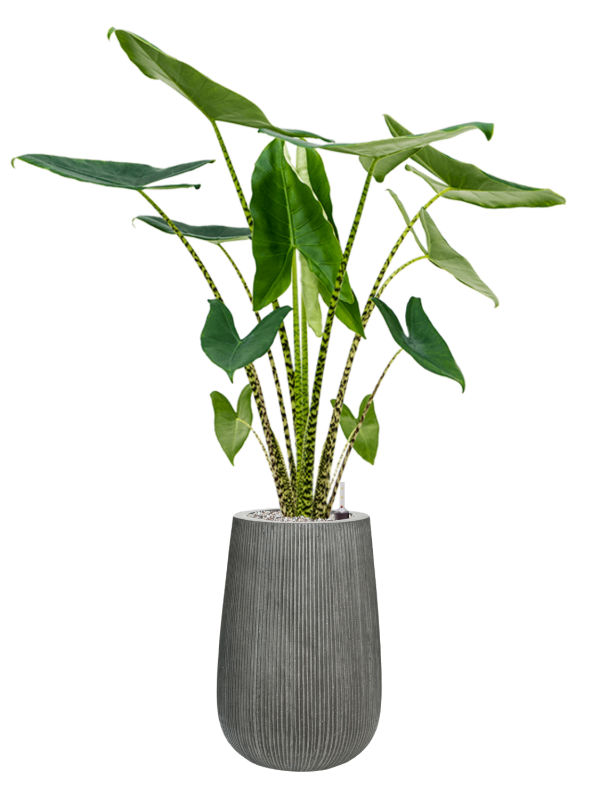 Alocasia zebrina in Ridged Vertically Office Plant With Pot 127cm Height 26cm Dia