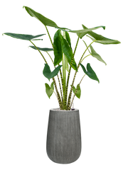 Alocasia zebrina in Ridged Vertically Office Plant With Pot 127cm Height 26cm Dia