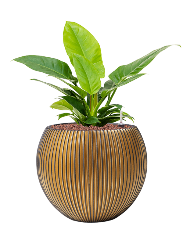 Philodendron 'Imperial Green' in Capi Nature Groove Office Plant With Pot 53cm Height 23cm Dia