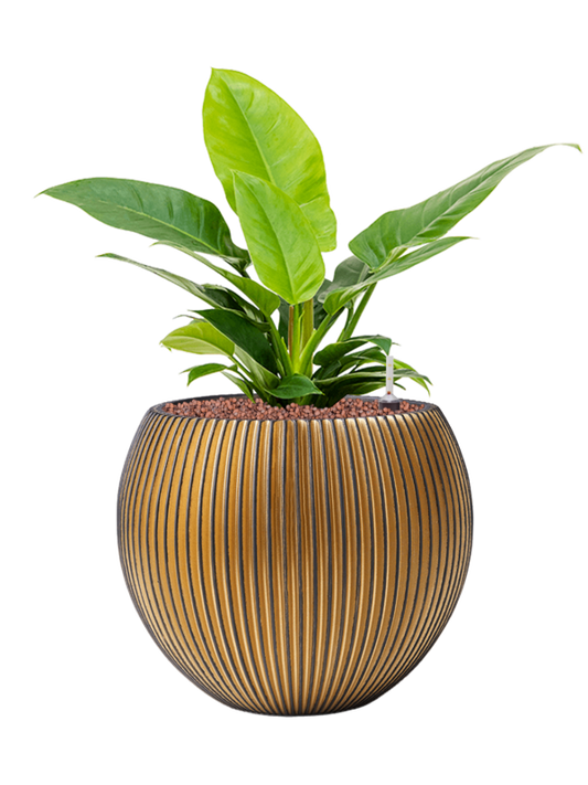 Philodendron 'Imperial Green' in Capi Nature Groove Office Plant With Pot 53cm Height 23cm Dia