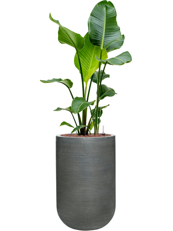 Strelitzia nicolai in Ridged Horizontally Office Plant With Pot 132cm Height 33cm Dia