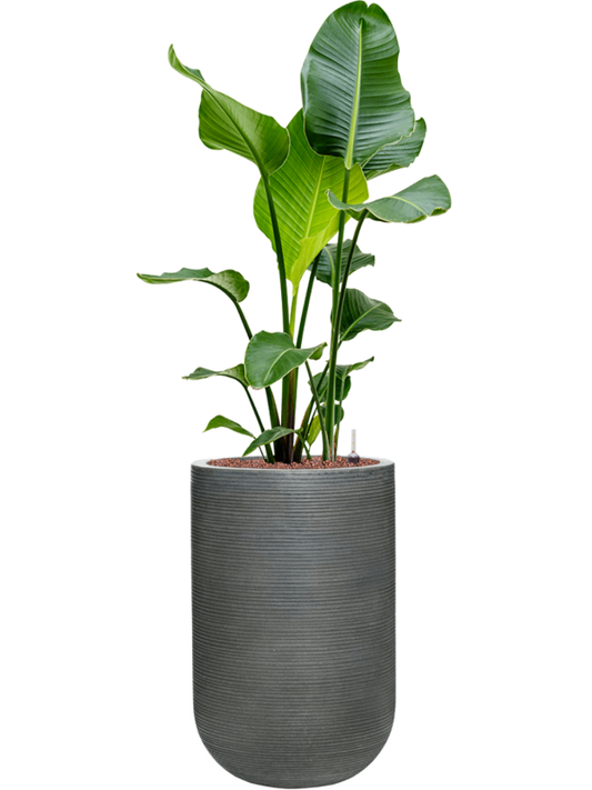 Strelitzia nicolai in Ridged Horizontally Office Plant With Pot 132cm Height 33cm Dia