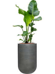 Strelitzia nicolai in Ridged Horizontally Office Plant With Pot 132cm Height 33cm Dia