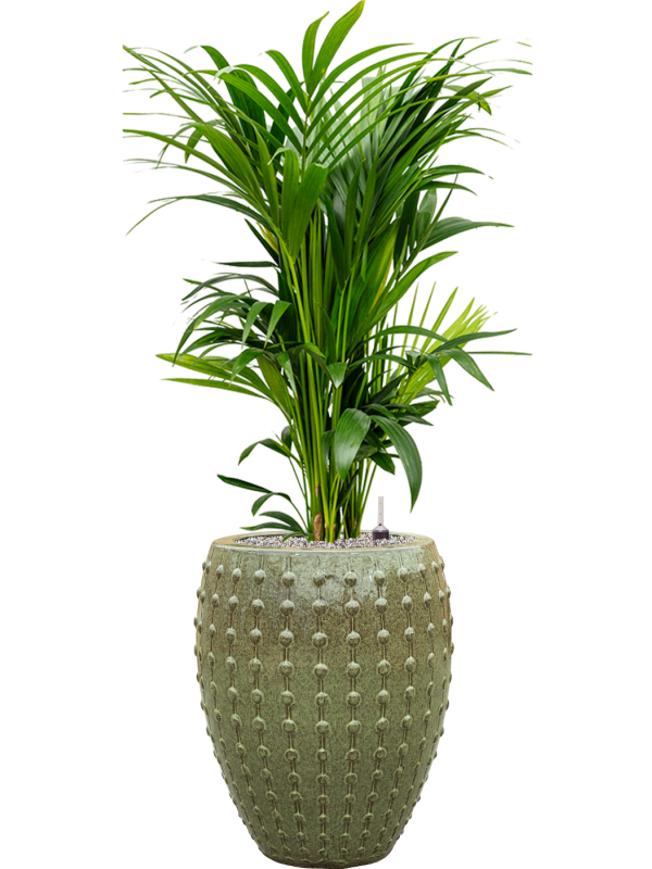 Kentia (Howea) forsteriana in Laos Office Plant With Pot 147cm Height 29cm Dia