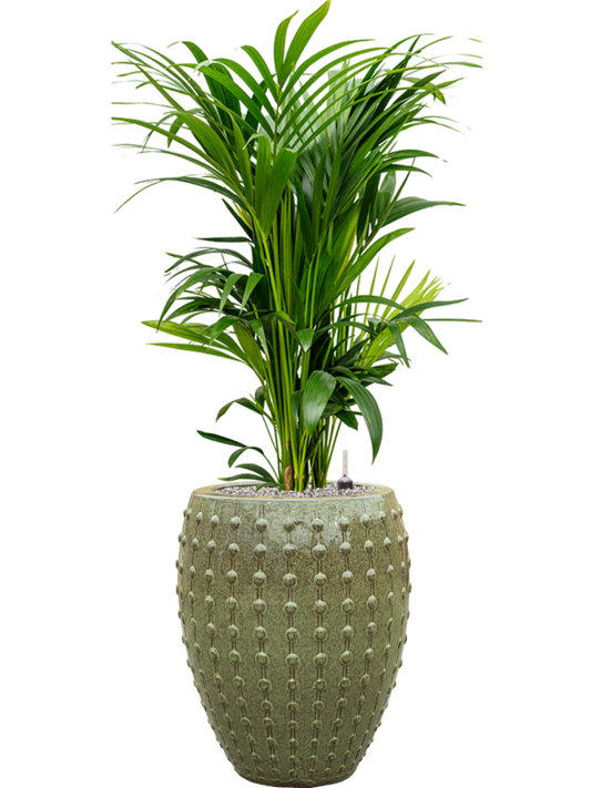 Kentia (Howea) forsteriana in Laos Office Plant With Pot 147cm Height 29cm Dia