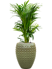 Kentia (Howea) forsteriana in Laos Office Plant With Pot 147cm Height 29cm Dia