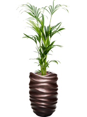 Kentia (Howea) forsteriana in Baq Gradient Lee Office Plant With Pot 153cm Height 27cm Dia