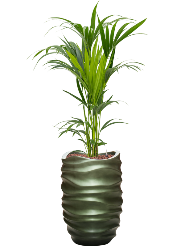 Kentia (Howea) forsteriana in Baq Gradient Lee Office Plant With Pot 159cm Height 27cm Dia