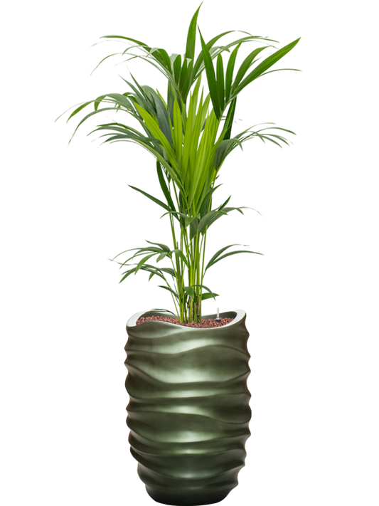 Kentia (Howea) forsteriana in Baq Gradient Lee Office Plant With Pot 159cm Height 27cm Dia