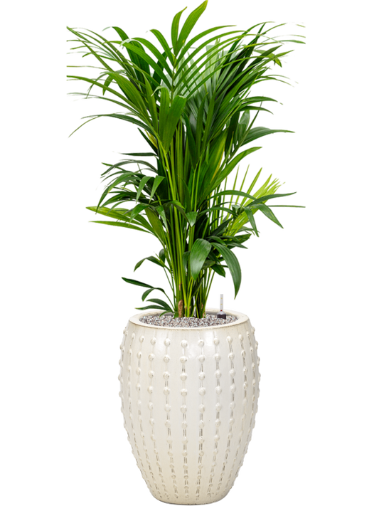 Kentia (Howea) forsteriana in Laos Office Plant With Pot 145cm Height 29cm Dia