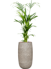 Kentia (Howea) forsteriana in Marly Office Plant With Pot 160cm Height 27.5cm Dia