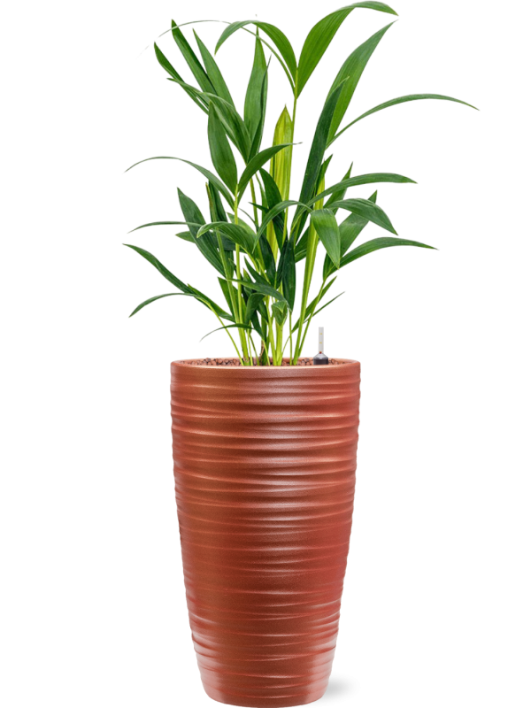 Kentia (Howea) forsteriana in Groove Office Plant With Pot 61cm Height 14cm Dia