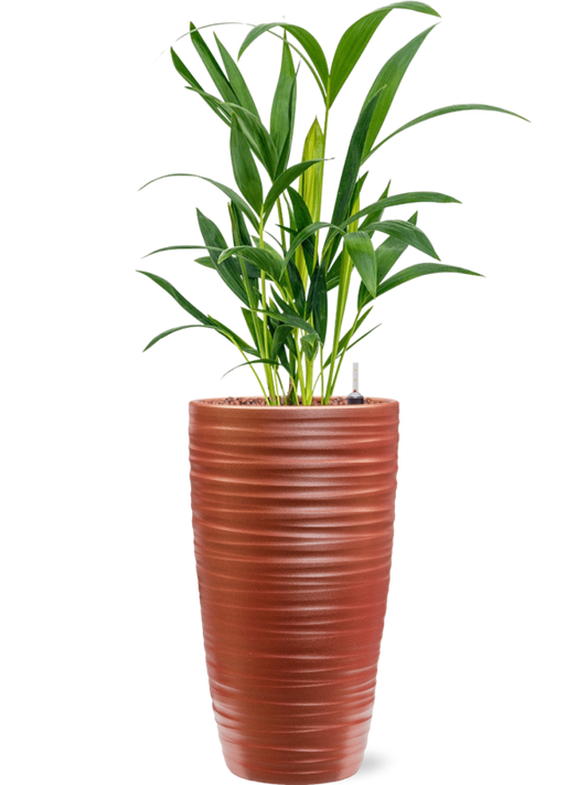 Kentia (Howea) forsteriana in Groove Office Plant With Pot 61cm Height 14cm Dia