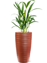 Kentia (Howea) forsteriana in Groove Office Plant With Pot 61cm Height 14cm Dia