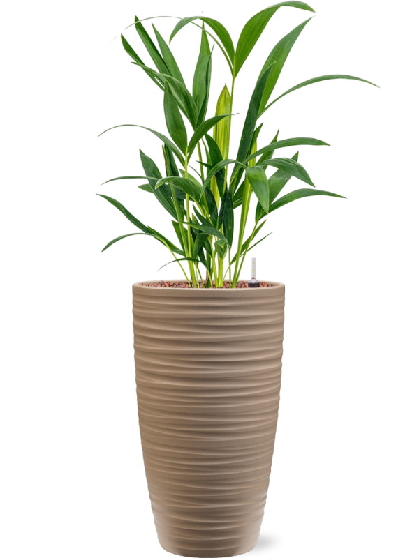 Kentia (Howea) forsteriana in Groove Office Plant With Pot 61cm Height 14cm Dia