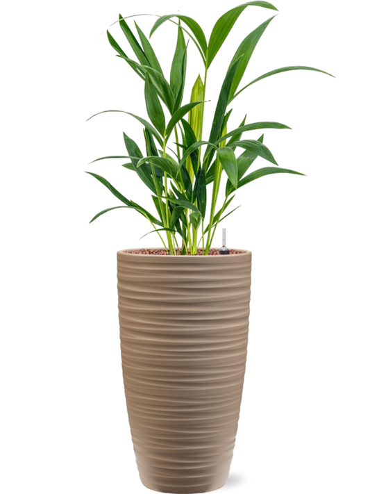 Kentia (Howea) forsteriana in Groove Office Plant With Pot 61cm Height 14cm Dia