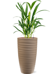 Kentia (Howea) forsteriana in Groove Office Plant With Pot 61cm Height 14cm Dia