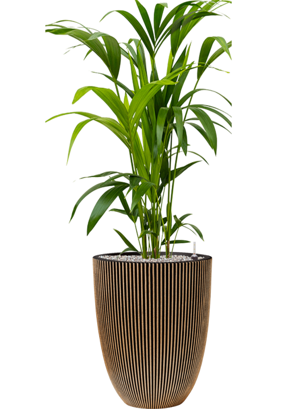 Kentia (Howea) forsteriana in Capi Nature Groove NL Office Plant With Pot 124cm Height 31cm Dia