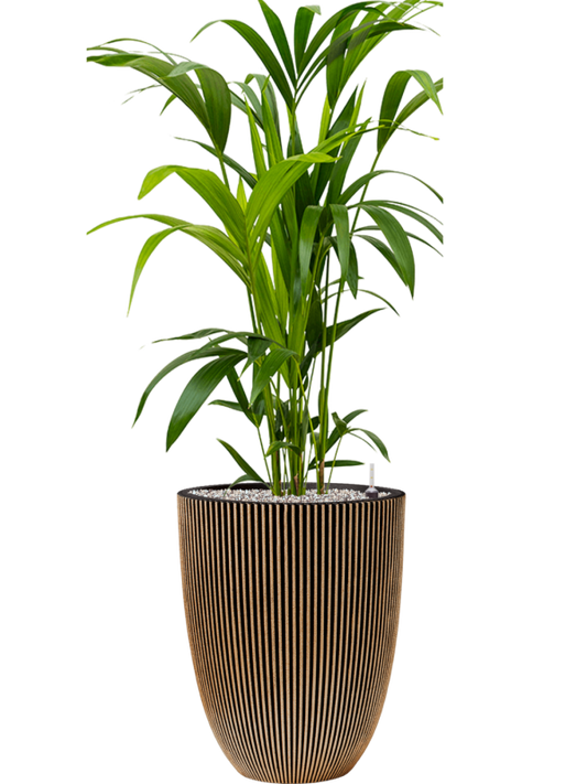 Kentia (Howea) forsteriana in Capi Nature Groove NL Office Plant With Pot 124cm Height 31cm Dia