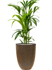 Kentia (Howea) forsteriana in Capi Nature Groove NL Office Plant With Pot 124cm Height 31cm Dia