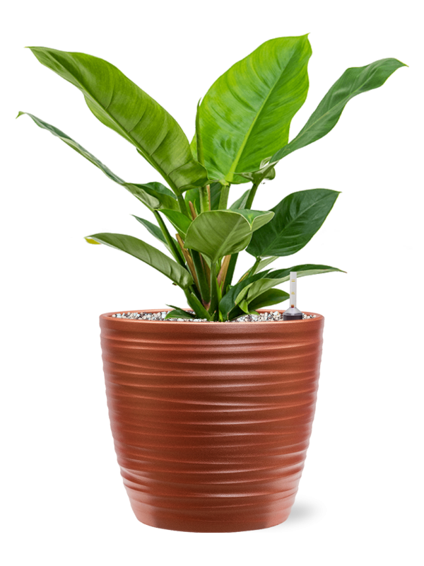 Philodendron 'Imperial Green' in Groove Office Plant With Pot 45cm Height 20.5cm Dia