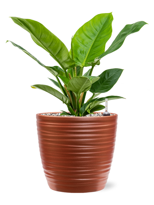 Philodendron 'Imperial Green' in Groove Office Plant With Pot 45cm Height 20.5cm Dia