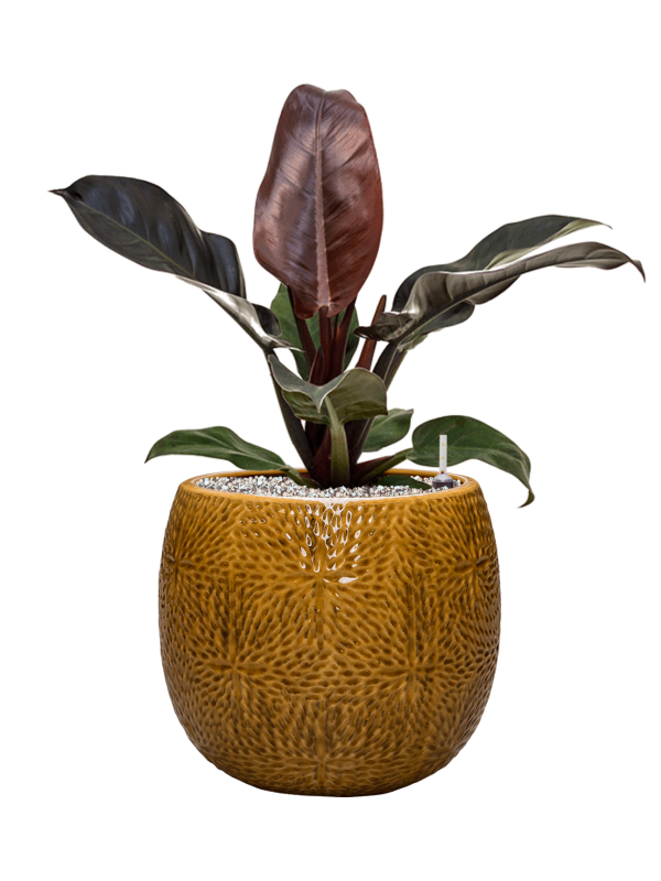 Philodendron `Imperial Red' in Marly Office Plant With Pot 60cm Height 23cm Dia