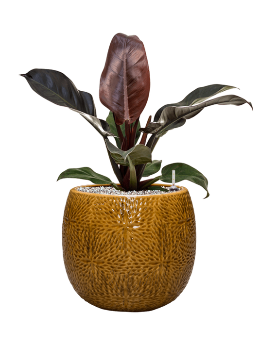 Philodendron `Imperial Red' in Marly Office Plant With Pot 60cm Height 23cm Dia