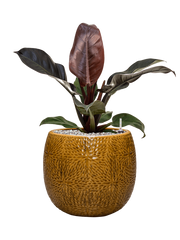 Philodendron `Imperial Red' in Marly Office Plant With Pot 60cm Height 23cm Dia