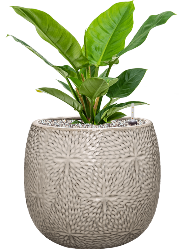 Philodendron 'Imperial Green' in Marly Office Plant With Pot 52cm Height 23cm Dia