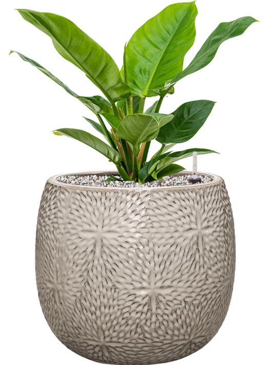 Philodendron 'Imperial Green' in Marly Office Plant With Pot 52cm Height 23cm Dia