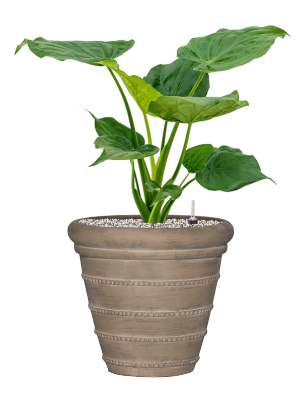 Alocasia cucullata in Treasure Office Plant With Pot 72cm Height 32cm Dia