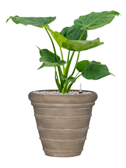 Alocasia cucullata in Treasure Office Plant With Pot 72cm Height 32cm Dia