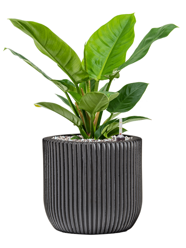 Philodendron 'Imperial Green' in Capi Nature Groove Office Plant With Pot 45cm Height 21cm Dia