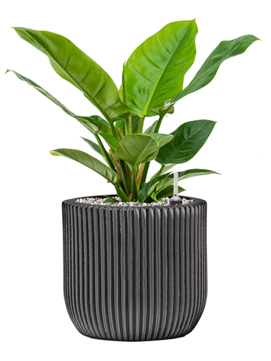 Philodendron 'Imperial Green' in Capi Nature Groove Office Plant With Pot 45cm Height 21cm Dia