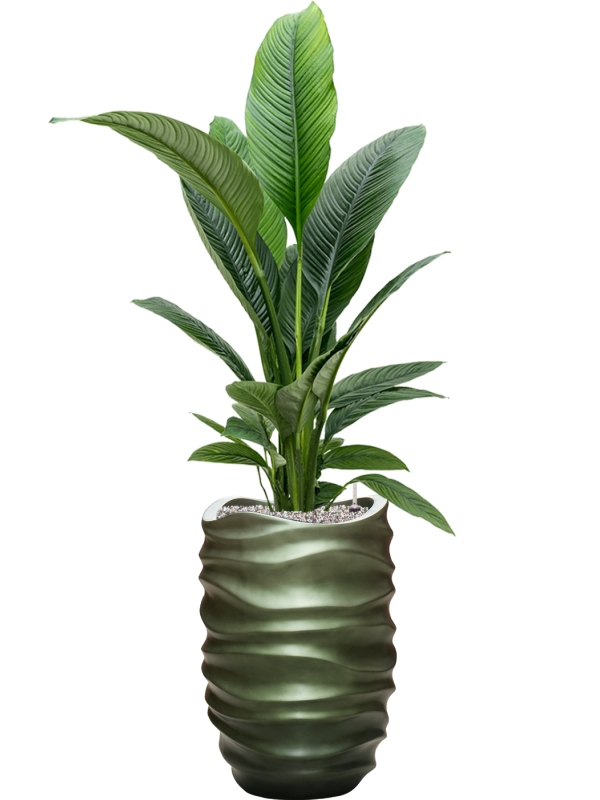 Spathiphyllum 'Sensation' in Baq Gradient Lee Office Plant With Pot 160cm Height 27cm Dia