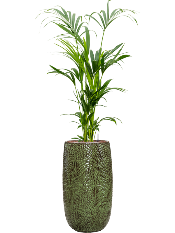 Kentia (Howea) forsteriana in Marly Office Plant With Pot 160cm Height 27.5cm Dia