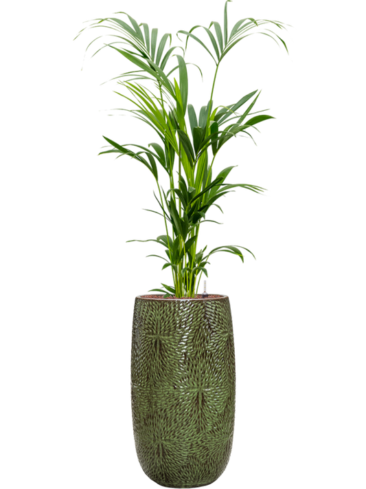 Kentia (Howea) forsteriana in Marly Office Plant With Pot 160cm Height 27.5cm Dia