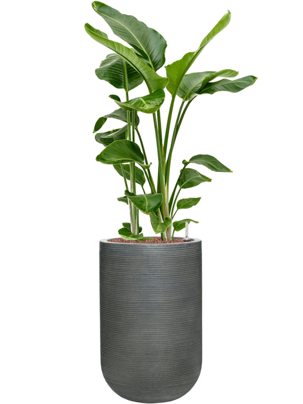 Strelitzia nicolai in Ridged Horizontally Office Plant With Pot 136cm Height 33cm Dia