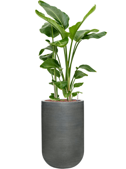 Strelitzia nicolai in Ridged Horizontally Office Plant With Pot 136cm Height 33cm Dia