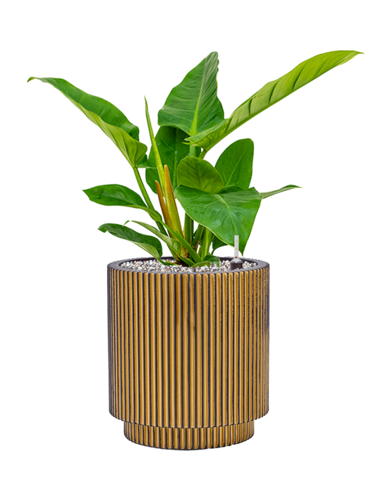 Philodendron `Imperial Green' in Capi Nature Groove Office Plant With Pot 52cm Height 21cm Dia