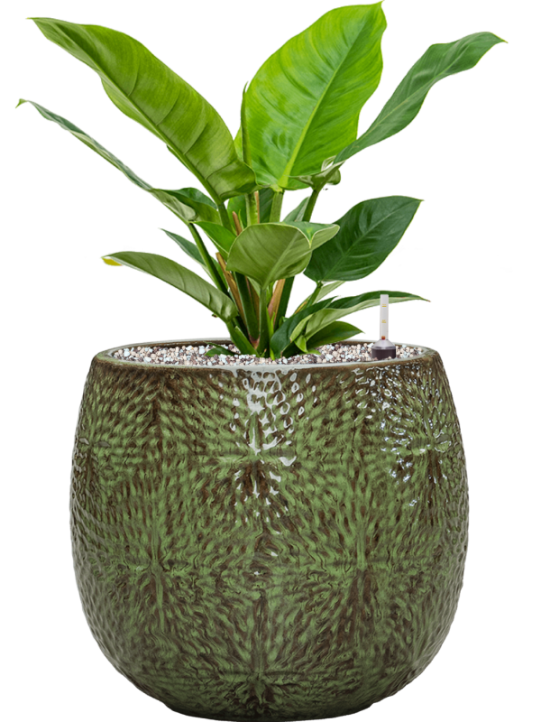 Philodendron 'Imperial Green' in Marly Office Plant With Pot 53cm Height 23cm Dia