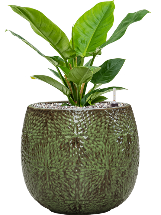 Philodendron 'Imperial Green' in Marly Office Plant With Pot 53cm Height 23cm Dia