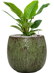 Philodendron 'Imperial Green' in Marly Office Plant With Pot 53cm Height 23cm Dia