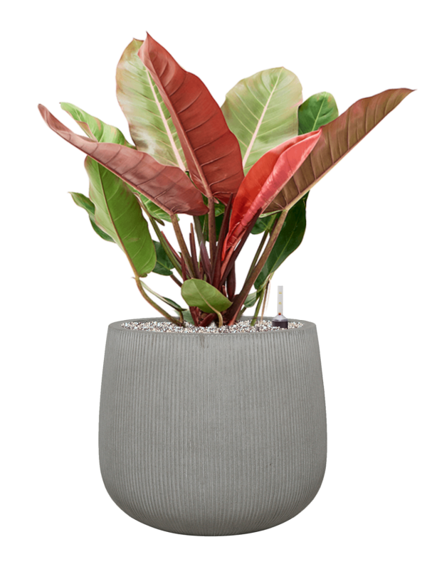 Philodendron 'Prince of Orange' in Ridged Vertically Office Plant With Pot 82cm Height 38cm Dia