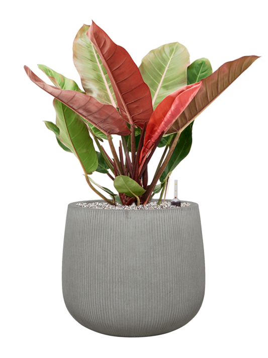 Philodendron 'Prince of Orange' in Ridged Vertically Office Plant With Pot 82cm Height 38cm Dia