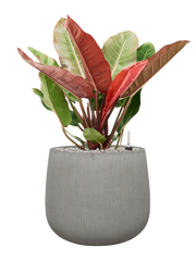 Philodendron 'Prince of Orange' in Ridged Vertically Office Plant With Pot 82cm Height 38cm Dia